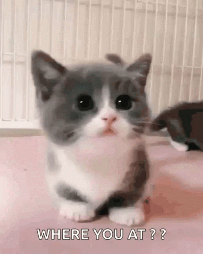 Cute Kitty Best Kitty GIF