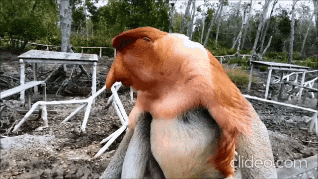 a close up of a monkey with the words clideo.com in the corner