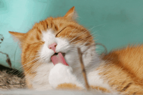 an orange and white cat is licking its paw with its tongue