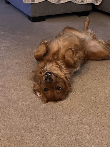 a brown dog laying on its back on a carpet