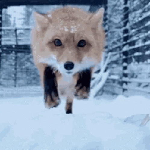Animal Snow Fox GIF - Animal Snow Fox Cute GIFs