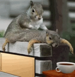 Weekend Squirrels Relaxing GIF - Weekend Squirrels Relaxing Spa For Squirrel GIFs