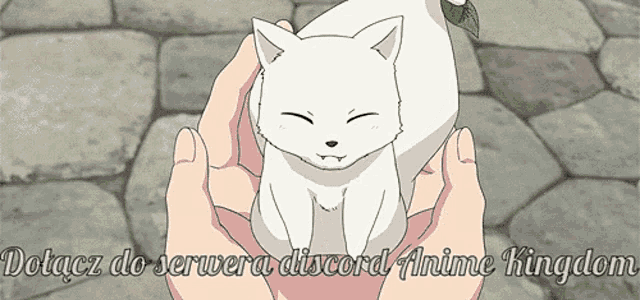 a white cat is being held in someone 's hands with the words " dołącz do serwera discord anime kingdom " written below it
