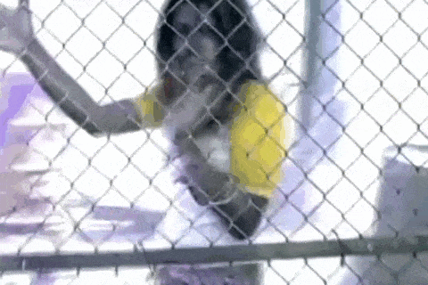 a woman in a yellow shirt is standing behind a chain link fence with her arms outstretched .