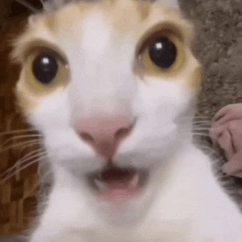 a close up of a cat 's face with its mouth open and a surprised look on its face .