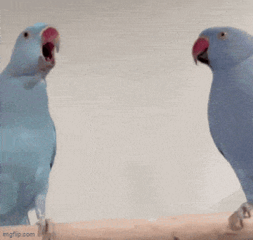 two blue birds standing next to each other with the words i love you written on the bottom