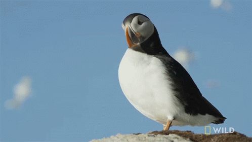 Grooming National Geographic GIF - Grooming National Geographic Nat Geo Wild GIFs
