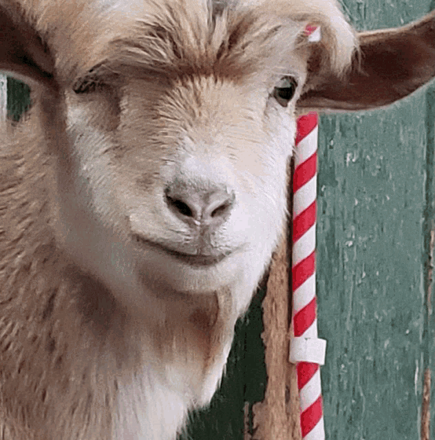 a close up of a goat with a red and white striped straw in its mouth