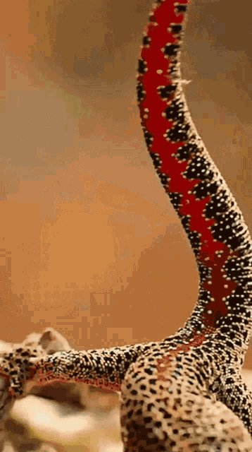 Gecko Tail GIF