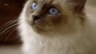 Cute Cat GIF - Cute Cat Stare GIFs