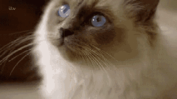 a close up of a cat 's face with blue eyes .