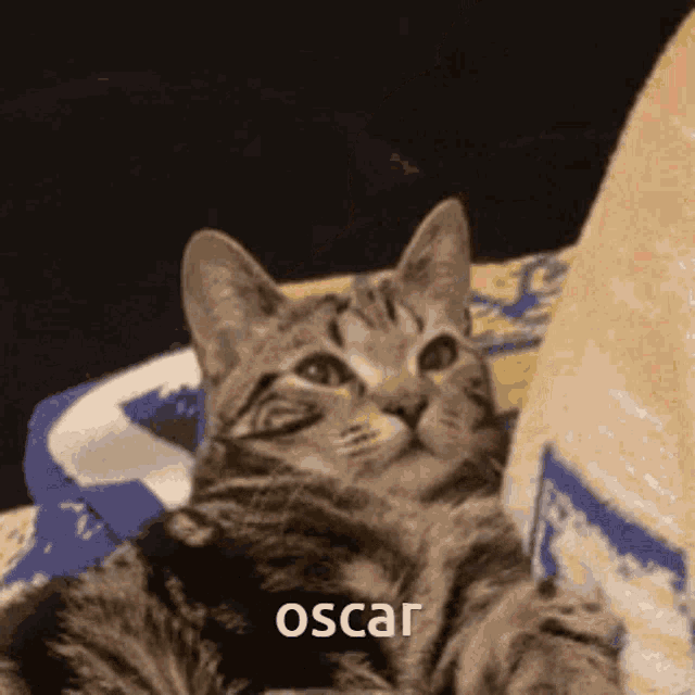 a cat laying on a couch with the name oscar written on the bottom