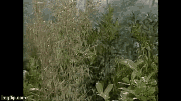 a close up of a lush green forest with trees and plants .