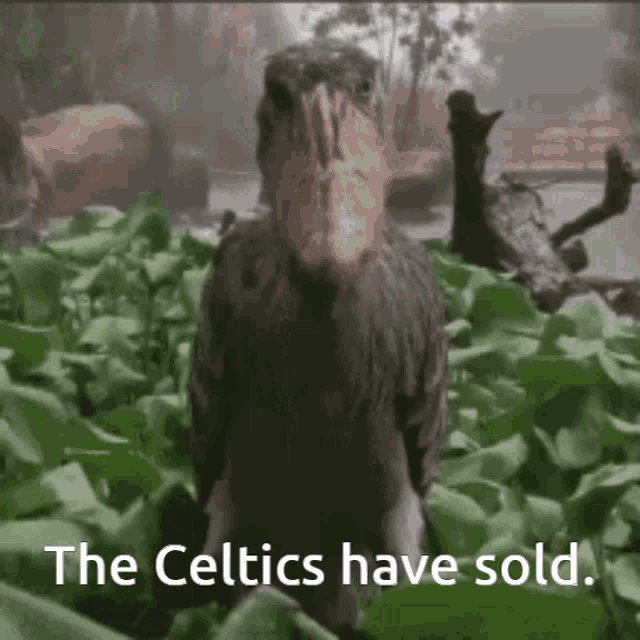 a bird with a large beak is standing in a field of leaves with the words the celtics have sold below it