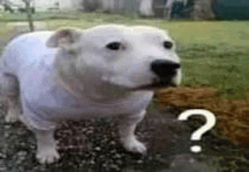 White Dog Question Mark GIF - White Dog Question Mark GIFs