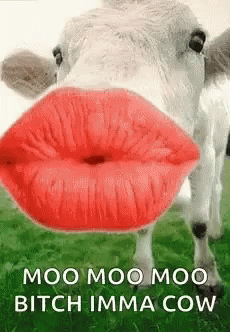 Kiss Moo GIF - Kiss Moo Cow GIFs
