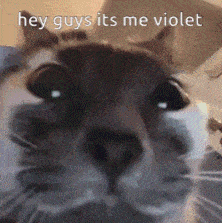 a close up of a cat 's face with the words hey guys it 's me violet above it