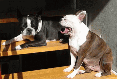 Funny Dog GIF - Funny Dog Yawning GIFs