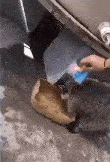Raccoon Confused GIF - Raccoon Confused Dissolved GIFs