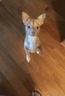 a small chihuahua dog is standing on its hind legs on a wooden floor .