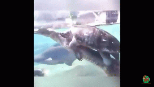 Funny Turtle GIF - Funny Turtle Surfing GIFs
