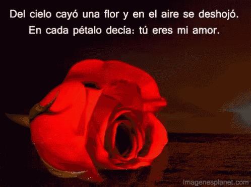 a red rose sits on a table with a quote in spanish