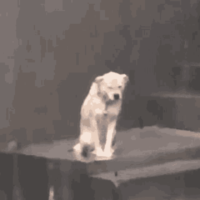 a small dog is sitting on top of a table .