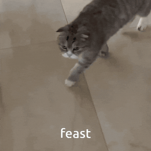 a cat walking on a floor with the word feast written on the bottom