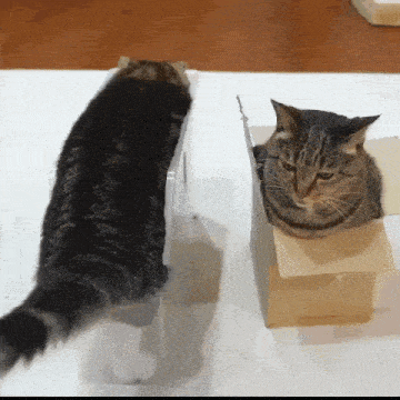 a cat sitting in a cardboard box next to a cat in a plastic container