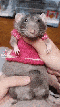 Rat Dance GIF - Rat Dance Knitted Shirt GIFs