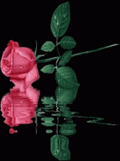 Amor Rose GIF - Amor Rose GIFs