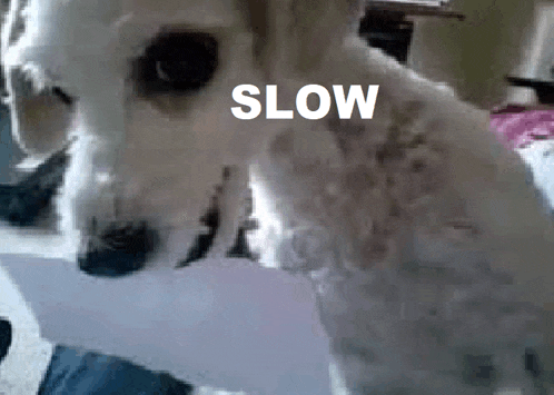 a close up of a dog with the word slow on it