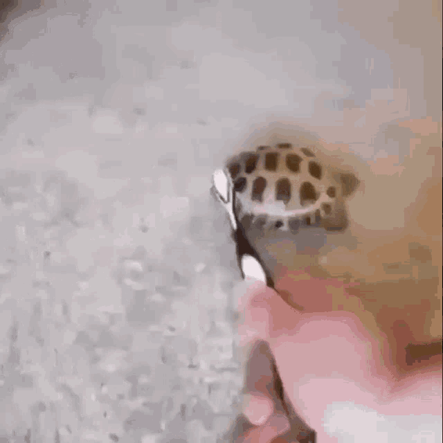 Turtle Cute GIF - Turtle Cute Brush GIFs