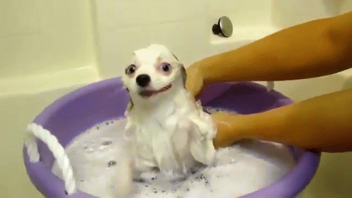 Bath Time! GIF - Dog Shower Bath GIFs