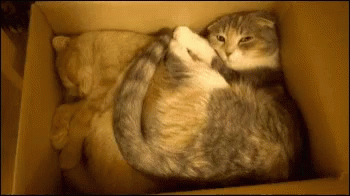 Cat Box GIF - Cat Box Sleeping GIFs