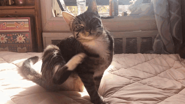 a cat is scratching itself on a bed in front of a window with a pink box that says ' flowers '