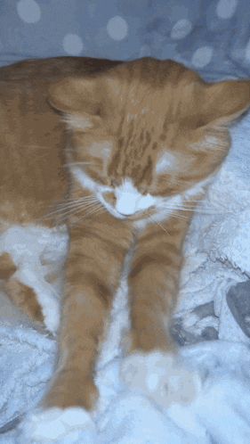 an orange and white cat laying on a blue blanket