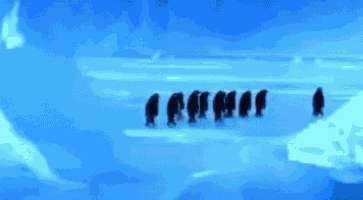 a group of penguins are walking on a snowy surface