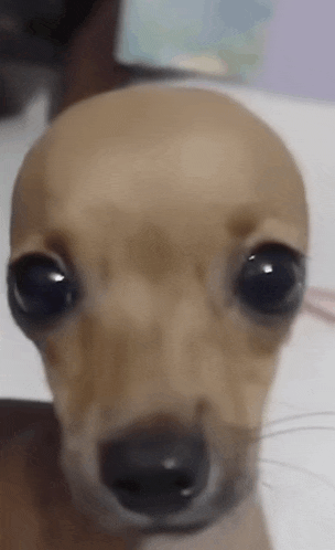 a close up of a small dog 's face with a very large eye