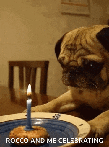 a pug dog is looking at a birthday cake with a lit candle and the caption rocco and me celebrating