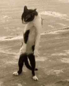 Broke Cat GIF - Broke Cat Standing Cat GIFs