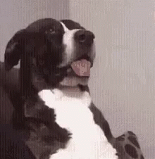 Funny Animals Huh GIF - Funny Animals Huh What GIFs