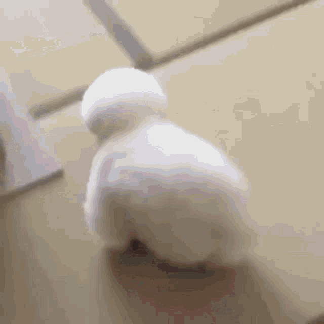 劉馬車 GIF