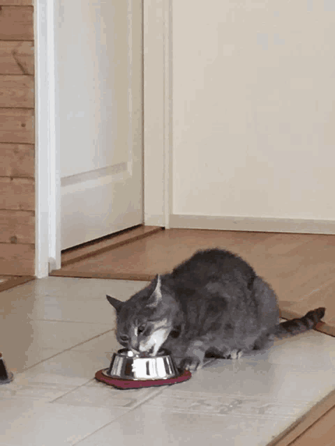 a cat is eating out of a silver bowl on the floor