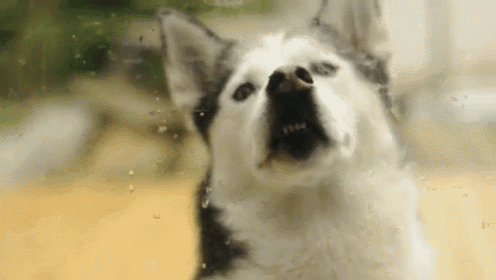 "Nose To The Glass" GIF - Dog Husky Lol GIFs