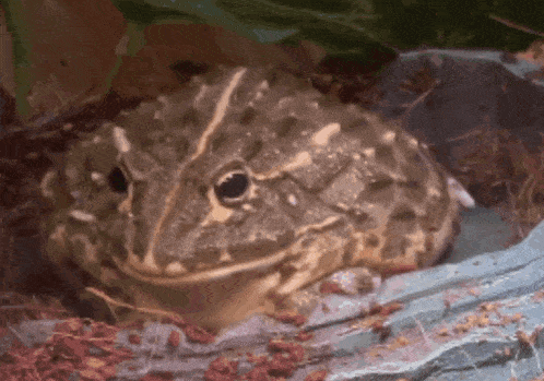 Frog Frogs GIF - Frog Frogs Frog Dance GIFs