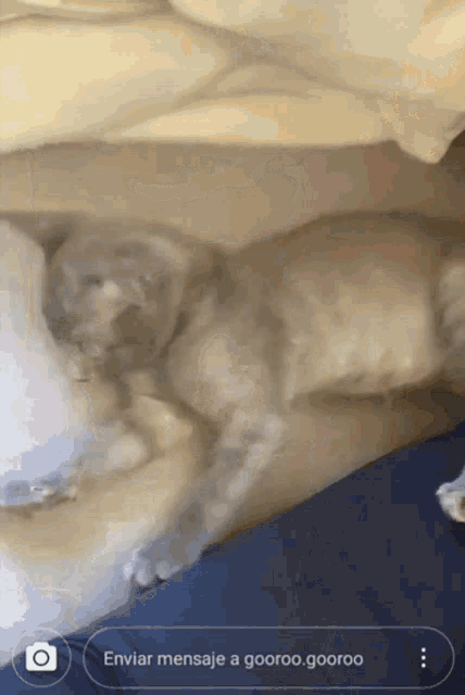 a cat is laying on a bed next to a message that says enviar mensaje a gooroo gooroo