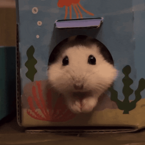 a small white hamster standing in front of a cardboard box