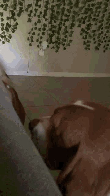 Dog Fight Cow GIF - Dog Fight Cow GIFs