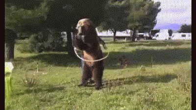 Bear Animals GIF - Bear Animals Hoola Hoop GIFs